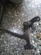Vendo brazo Pitman de Chevrolet 49,50.54