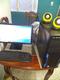 Vendo PC de escritorio en 320