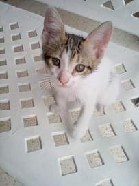img0