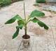 Posturas de platano fruta Jhonson. 53877152