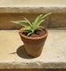 Plantas Ornamentales, medicinales, condimentos, frutales. Ci