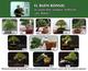 El buen Bonsai para ti