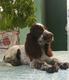 Vendo cachorros de Coccker Spaniel Inglés