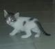 Urgente Adopción